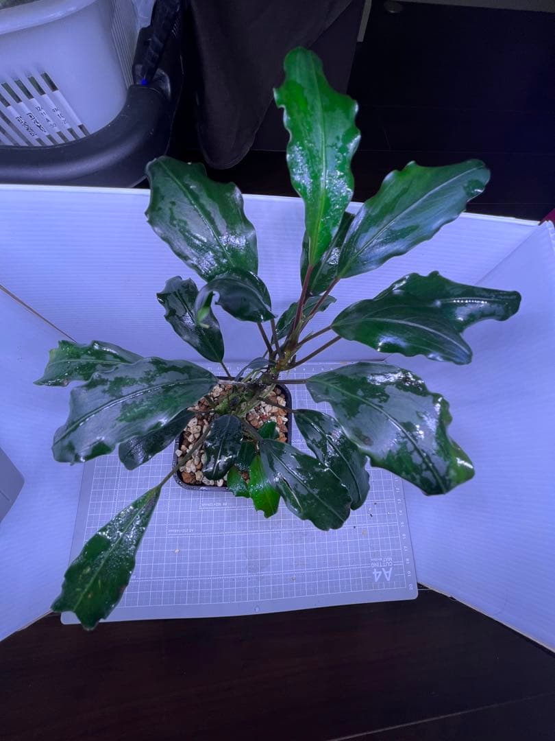 H*O様 ブセファランドラ　モトレイアーナ　パダワン