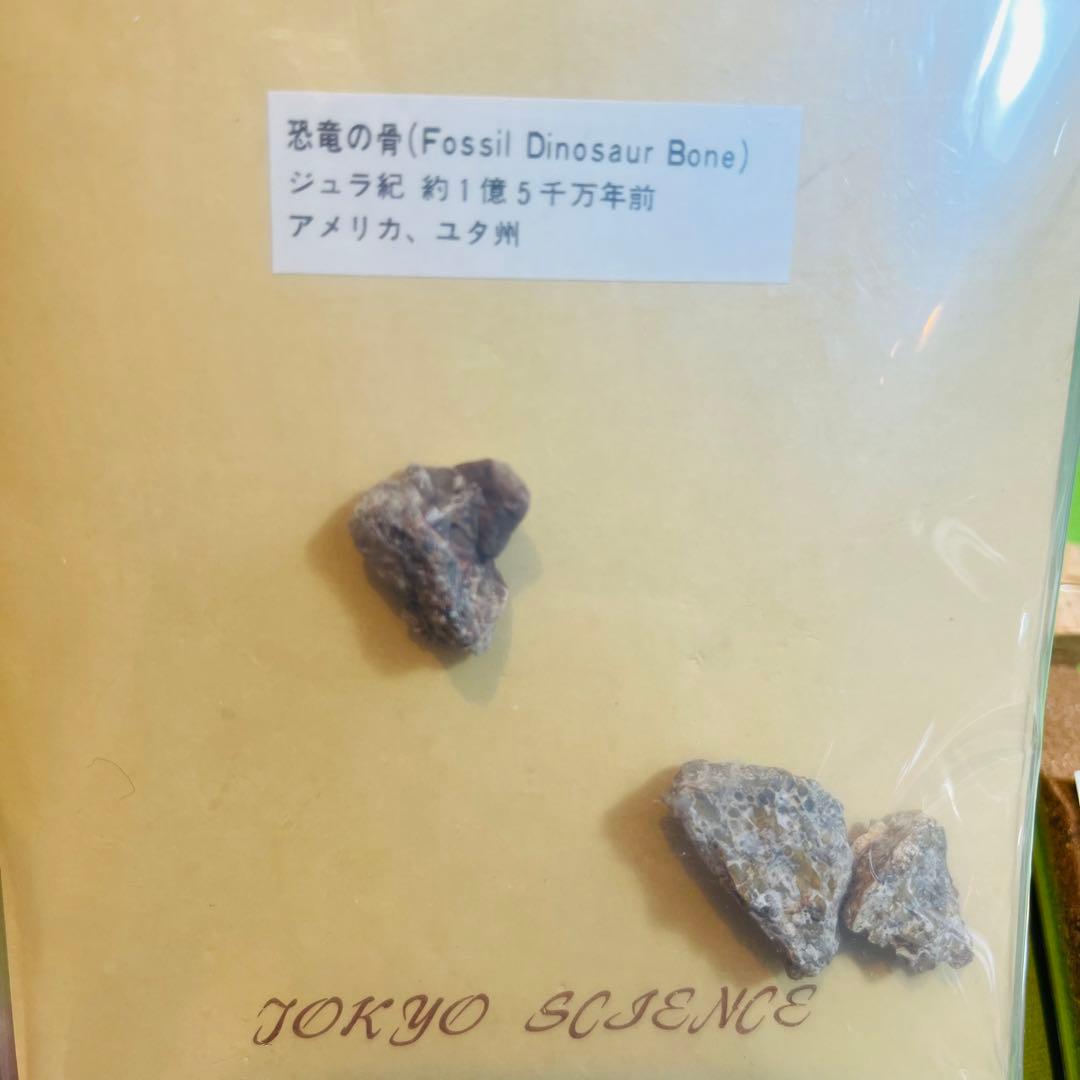 化石 まとめ売り　三葉虫　貝　シダ　ウニ　アンモナイト