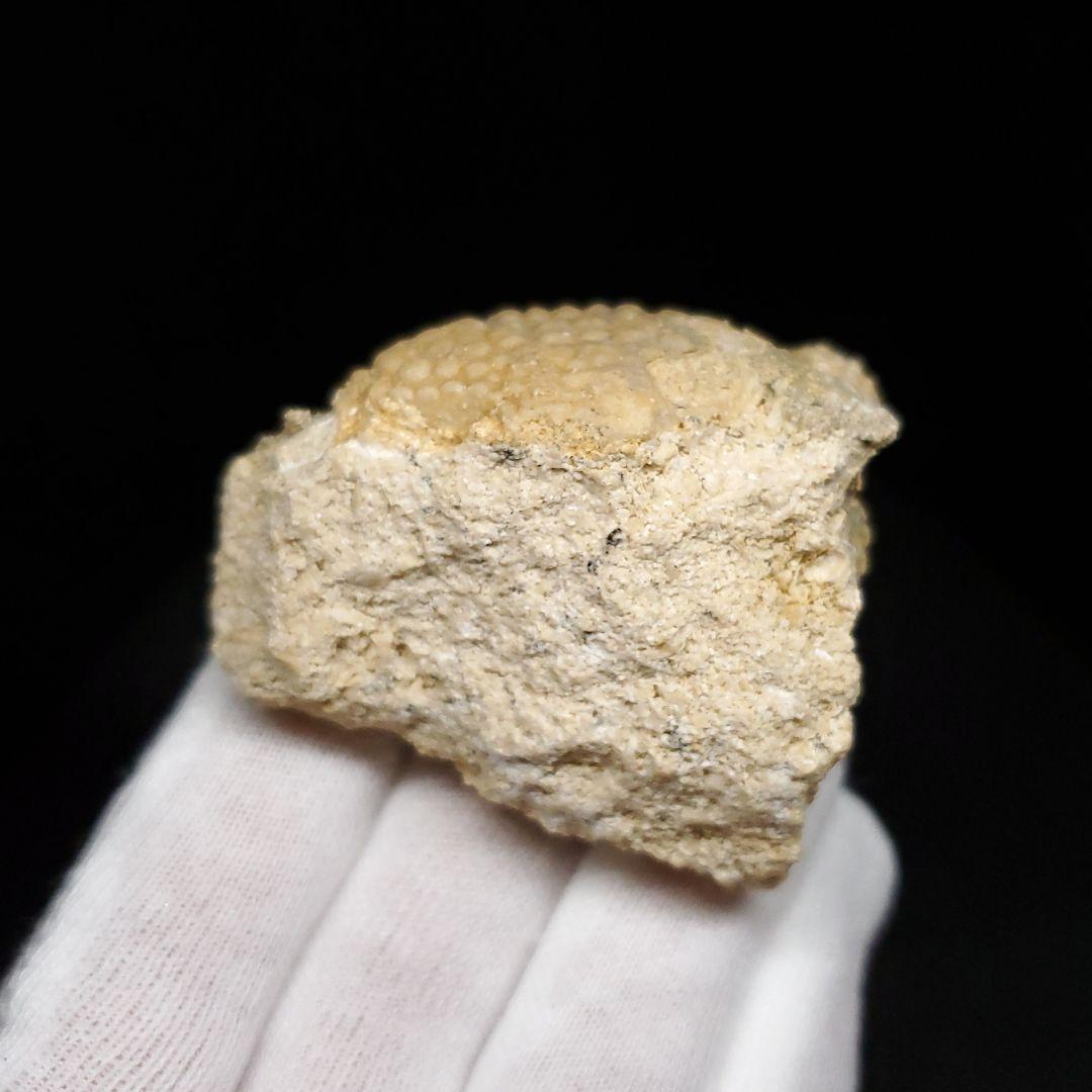 美品 カニ 本物 化石 産 48.53mm  fcr6