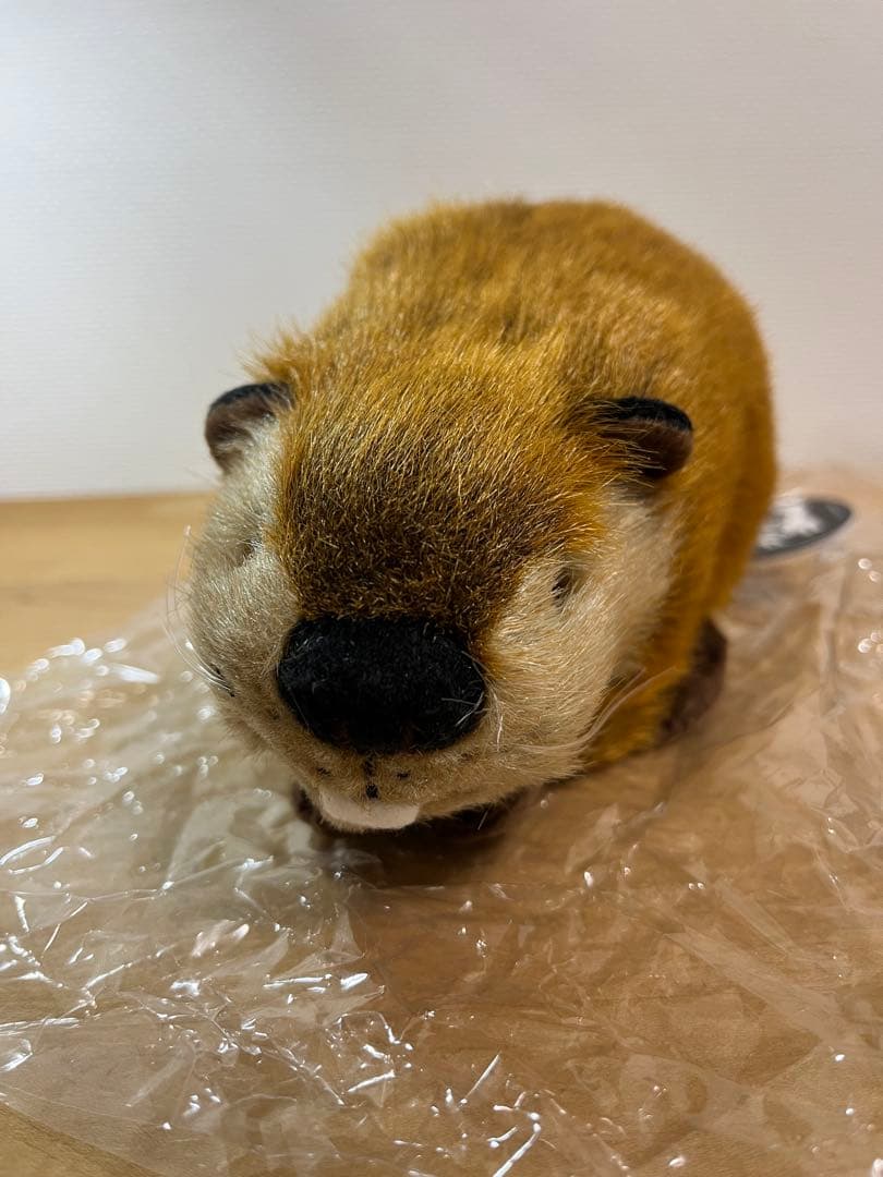 SUPER BEAVER ぬいぐるみ 吉徳 スーパービーバーちゃん