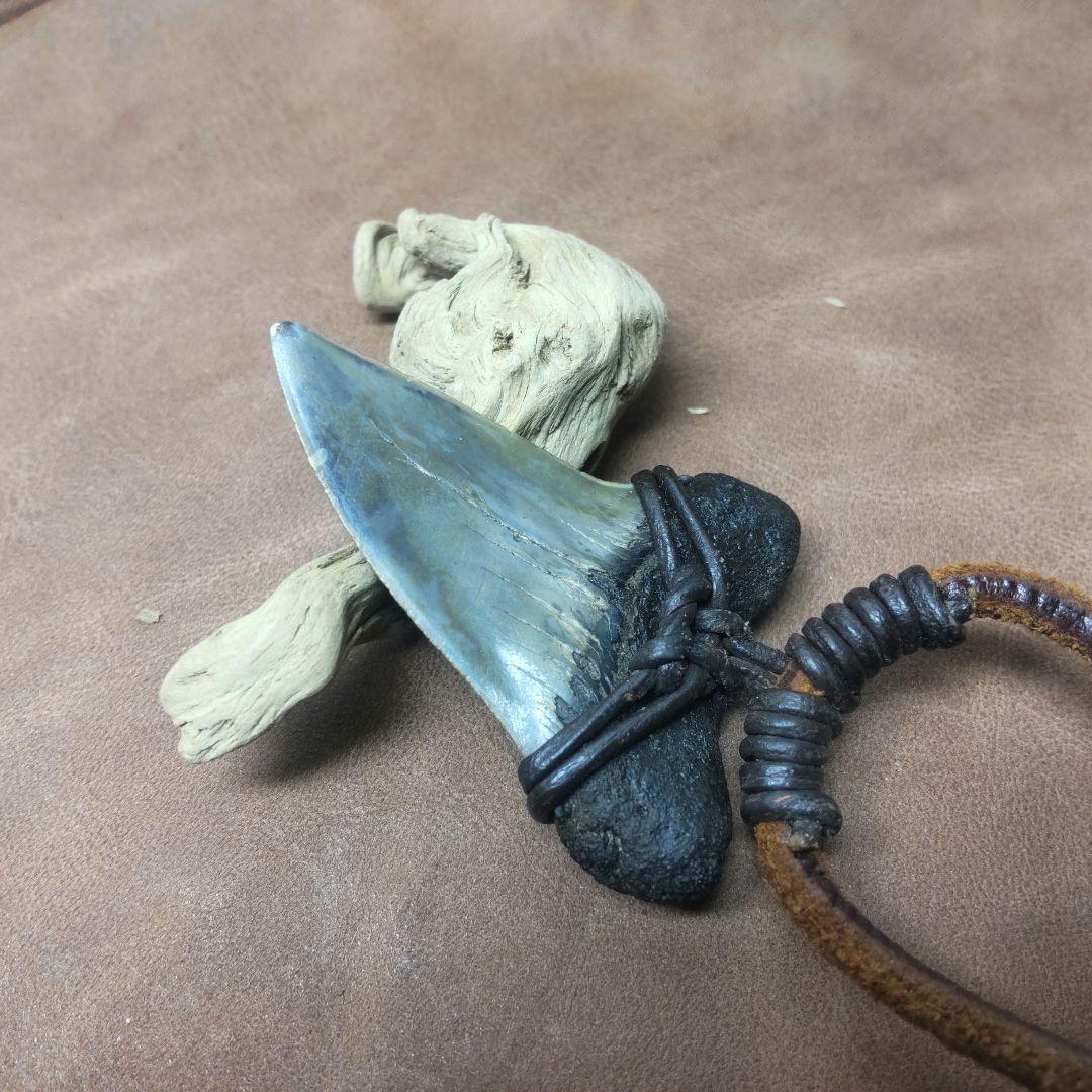 ③Isurs hastalis 化石　鮫の歯　メガロドン　三葉虫　希少