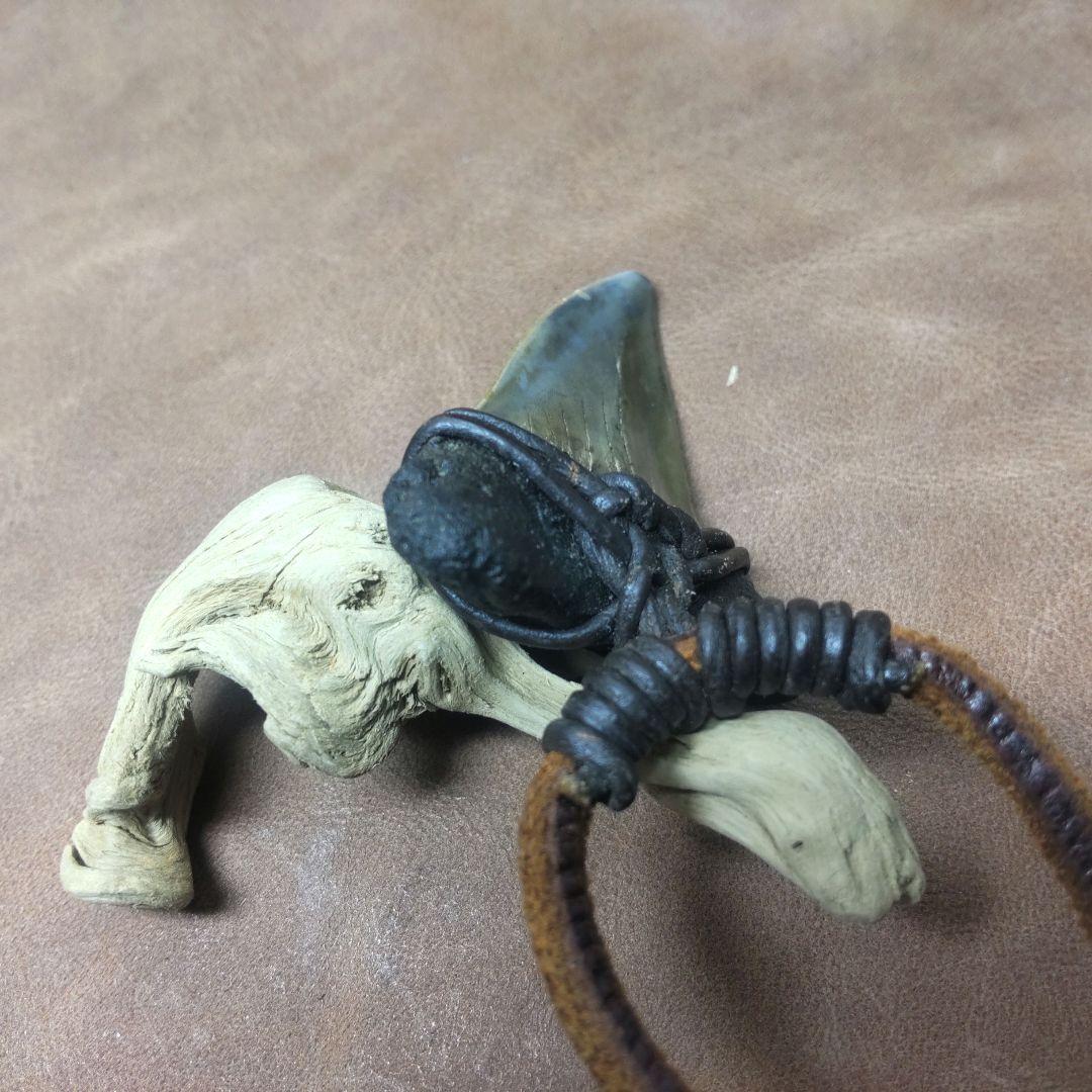 ③Isurs hastalis 化石　鮫の歯　メガロドン　三葉虫　希少