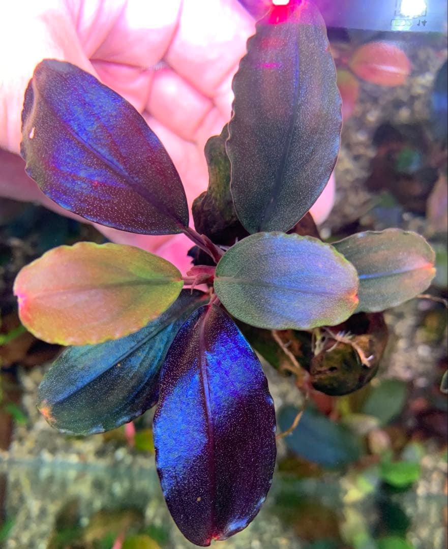 水中葉★ブセファランドラ★ Blue Oval、Mini Jade★2株セット★