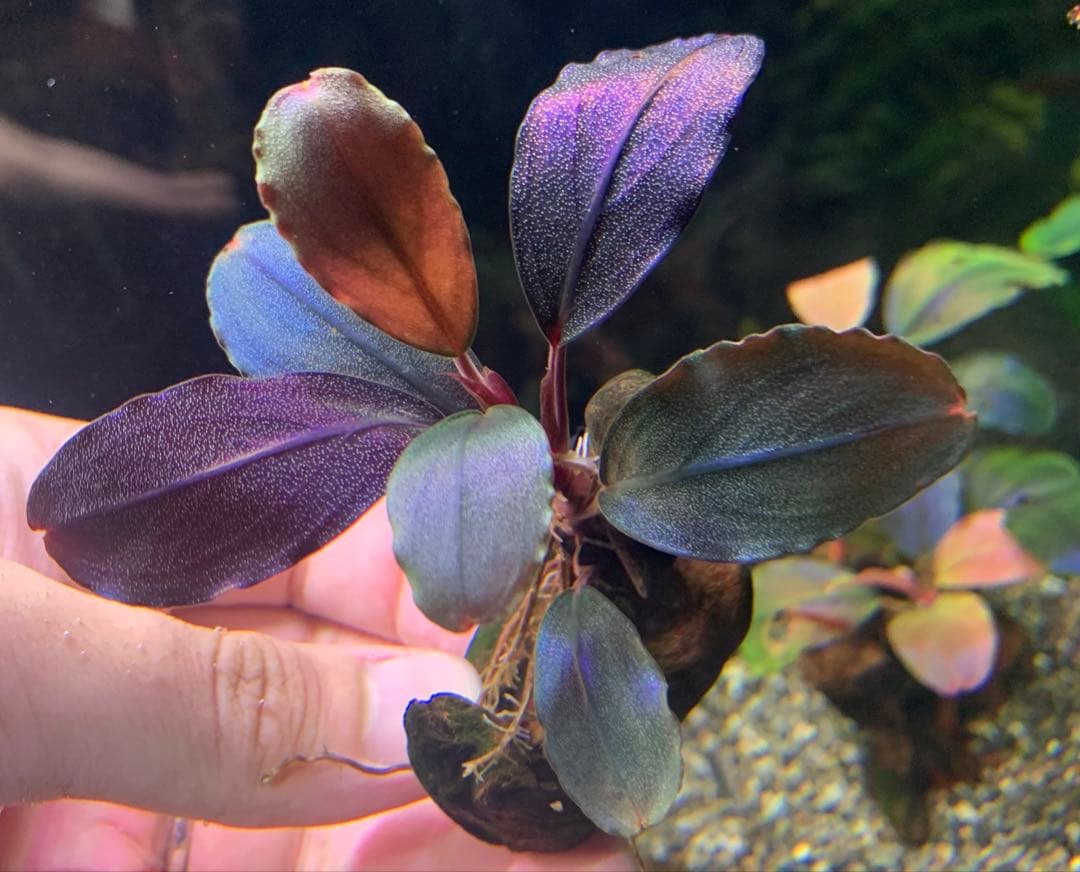 水中葉★ブセファランドラ★ Blue Oval、Mini Jade★2株セット★