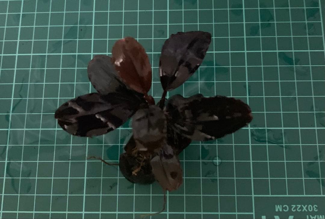 水中葉★ブセファランドラ★ Blue Oval、Mini Jade★2株セット★