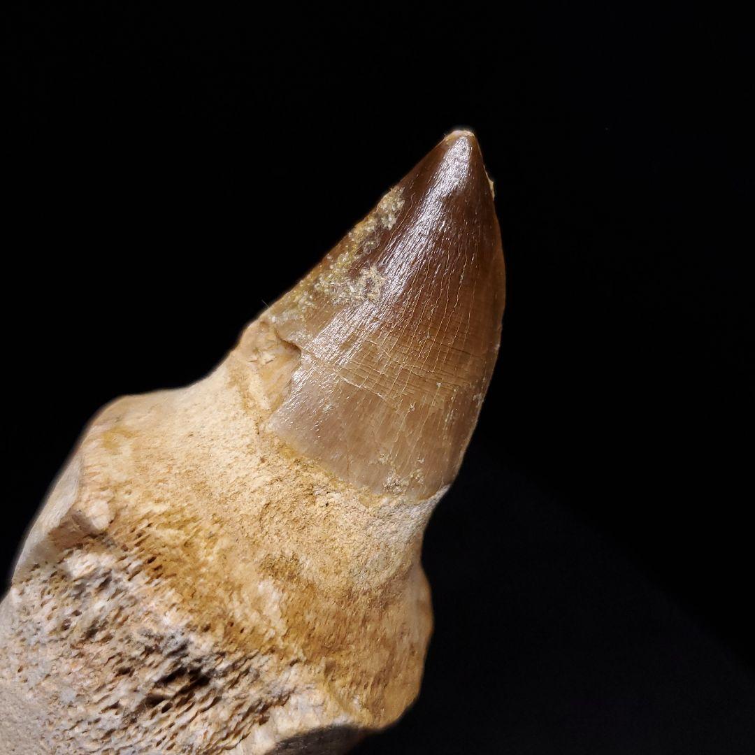 歯根付き モササウルス 化石 歯 本物 モロッコ産 90.49mm mos131