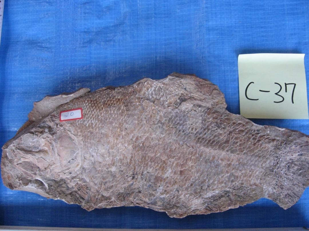 化石　C-37