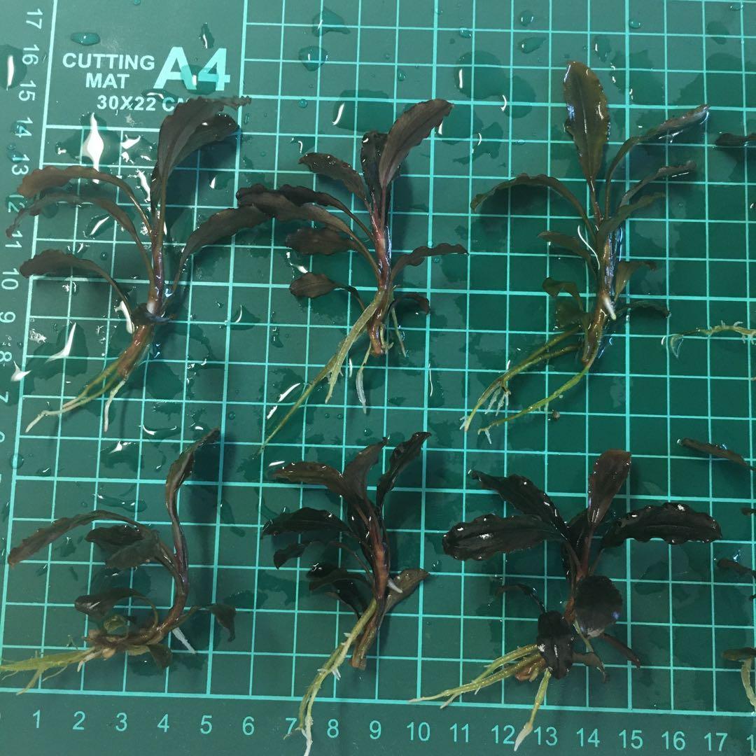 ブセファランドラsp クダガン 大量10株❗️