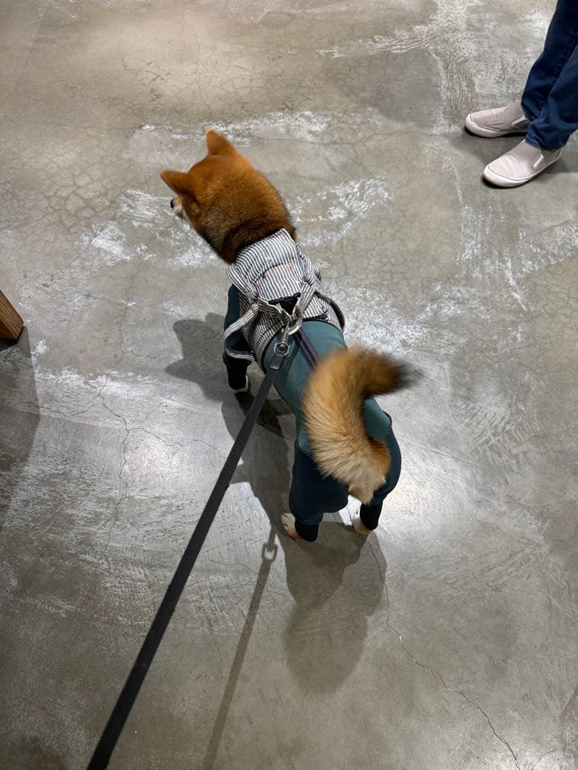 アルファアイコン　W.FULL DOG GUARD グリーン　新品　未使用