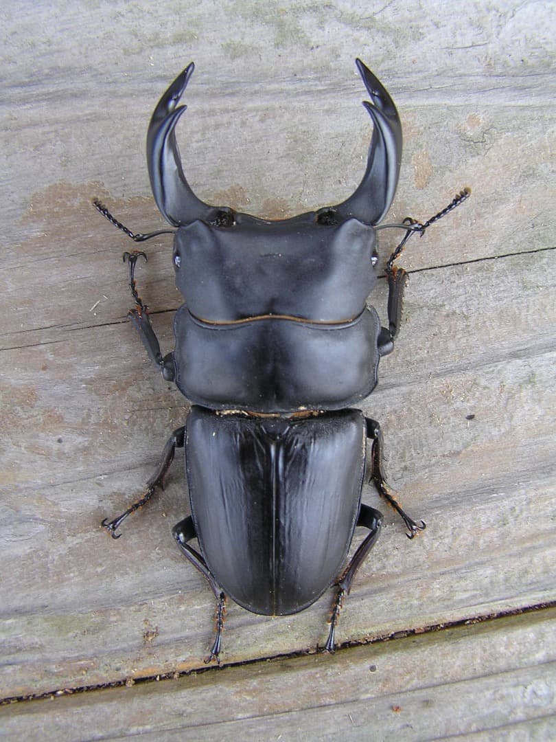 高性能・高品質　BREED菌糸ブロック　3500cc　12個