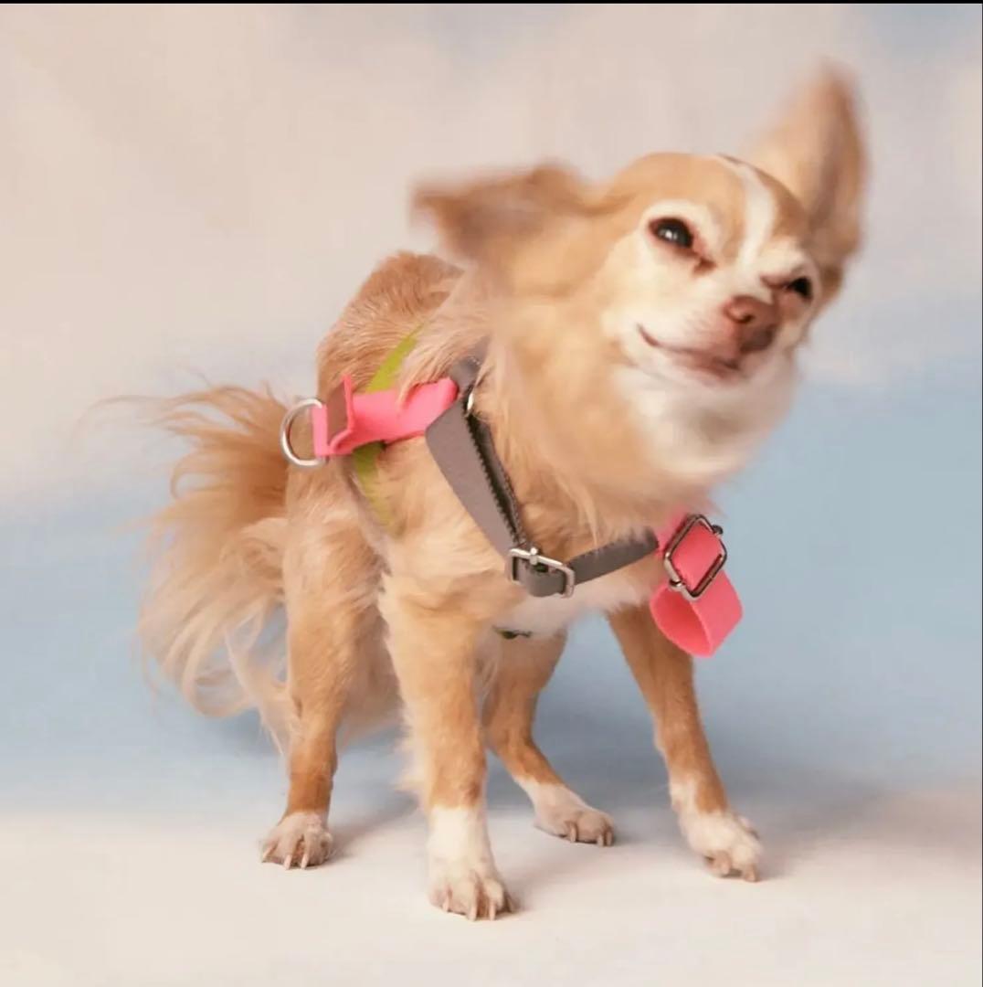 ZARA ペットコレクション　犬　リード　ハーネス