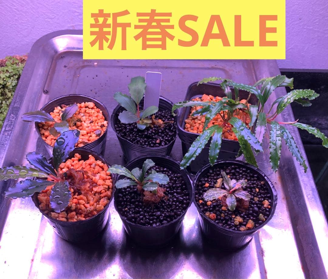 陰性水草の王様的存在【ブセファランドラ】新春SALE 1セット限定③