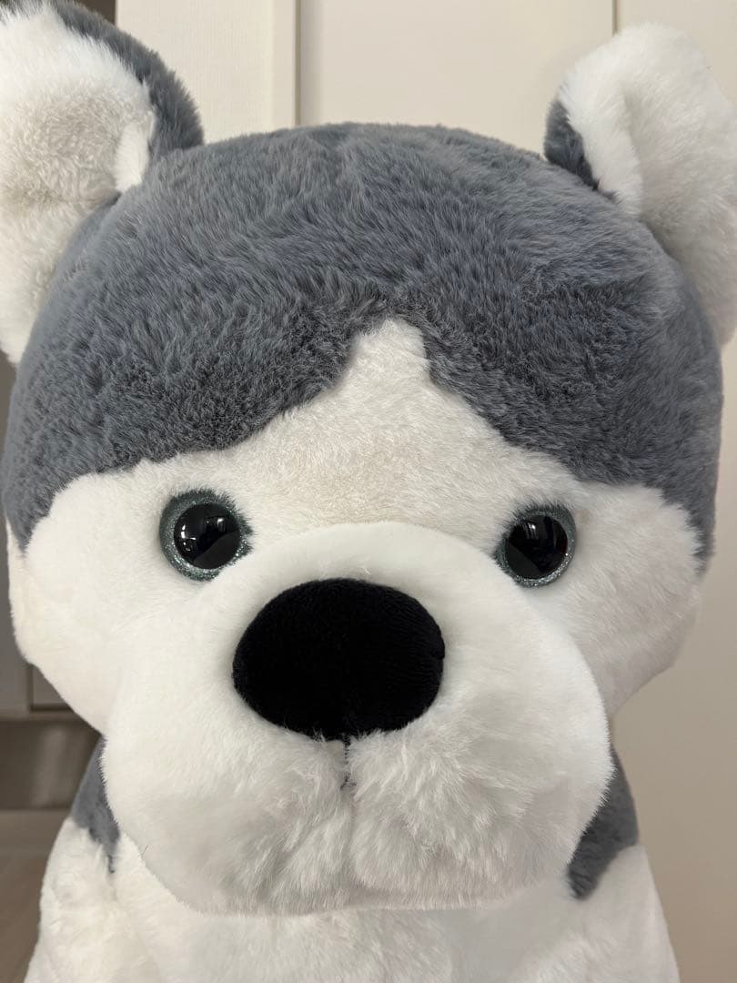 シベリアンハスキー　特大ぬいぐるみ　70センチ　犬