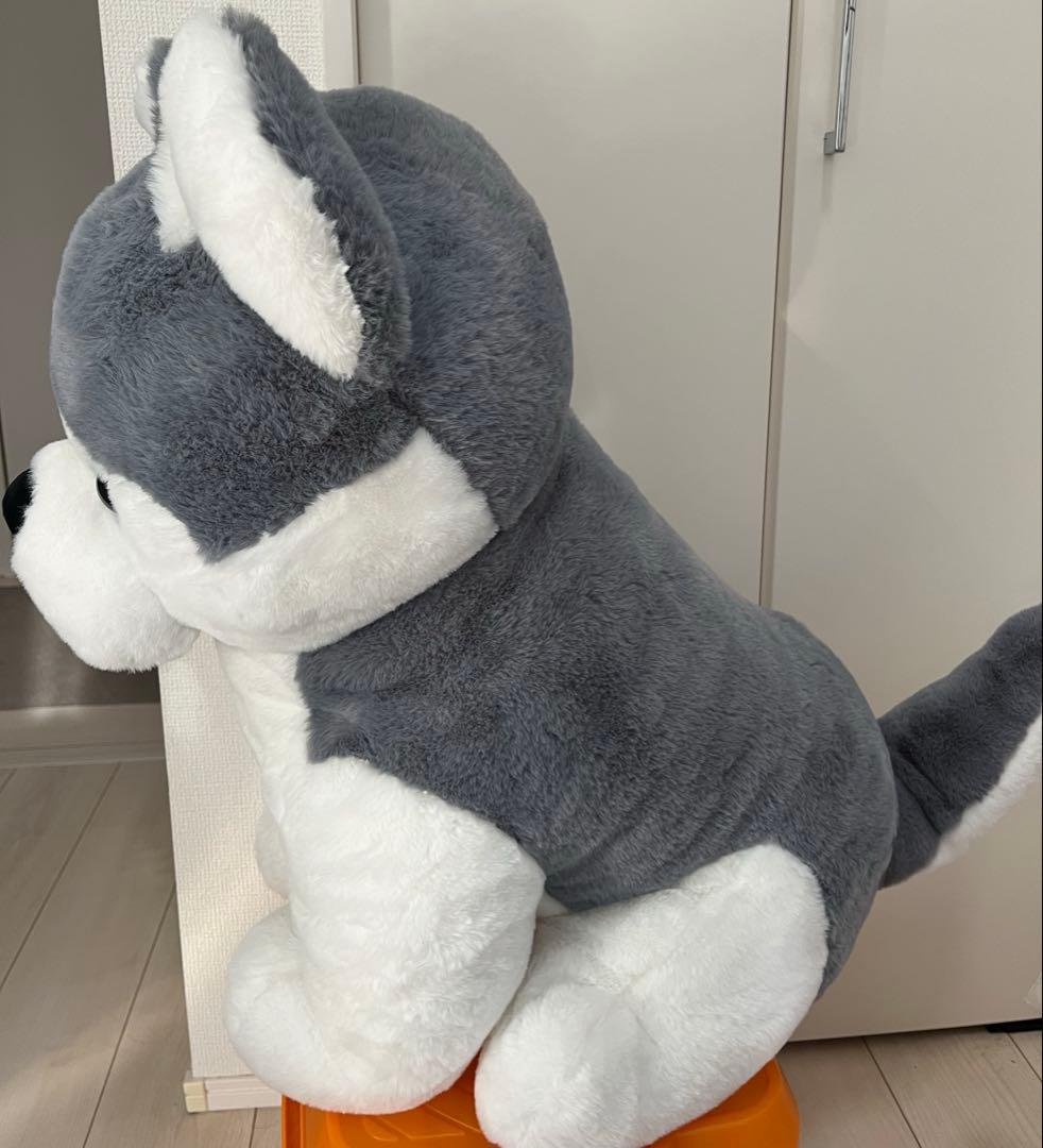 シベリアンハスキー　特大ぬいぐるみ　70センチ　犬