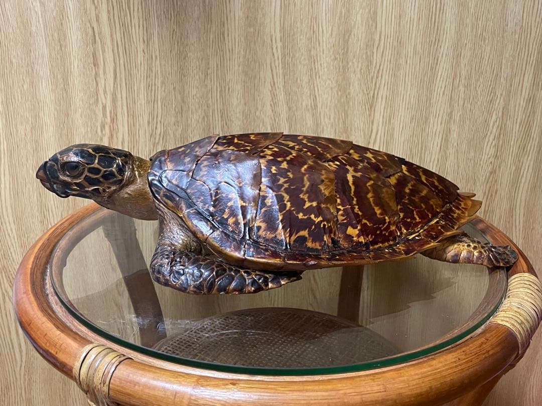 マギウス タイマイ　ウミガメ　剥製　中古品 国際希少野生動植物種登録票有り