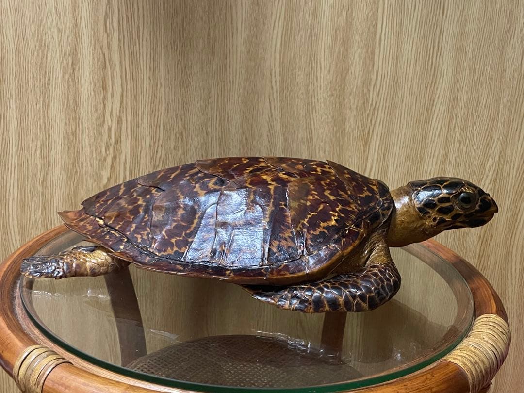 マギウス タイマイ　ウミガメ　剥製　中古品 国際希少野生動植物種登録票有り