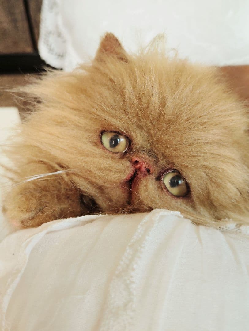 ちょっぴりお姉ちゃん♡エキゾチックロングヘア子猫ちゃん♡アートドール♡ぬいぐるみ