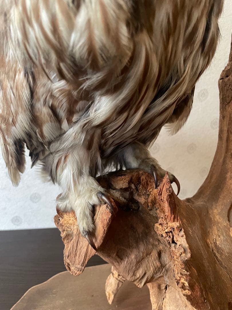 フクロウの剥製 木製台座付き