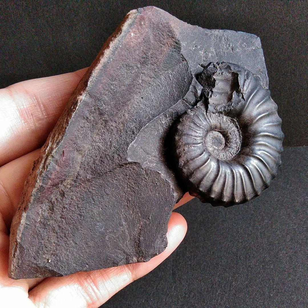 化石　骨格　標本　アンモナイト　南米　コロンビア