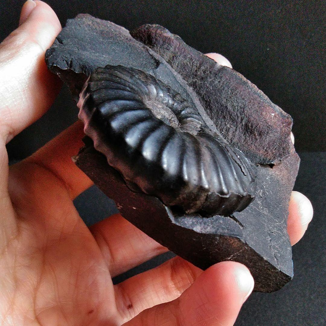 化石　骨格　標本　アンモナイト　南米　コロンビア