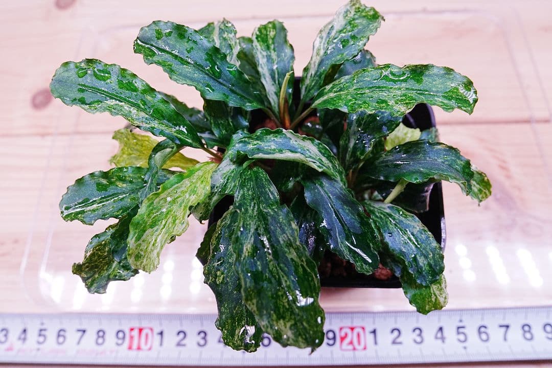 ブセファランドラsp. グリーンウェービー 斑入り バリエガータ　水上葉　無農薬