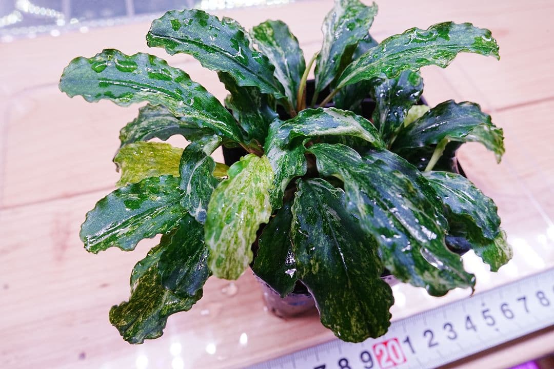ブセファランドラsp. グリーンウェービー 斑入り バリエガータ　水上葉　無農薬
