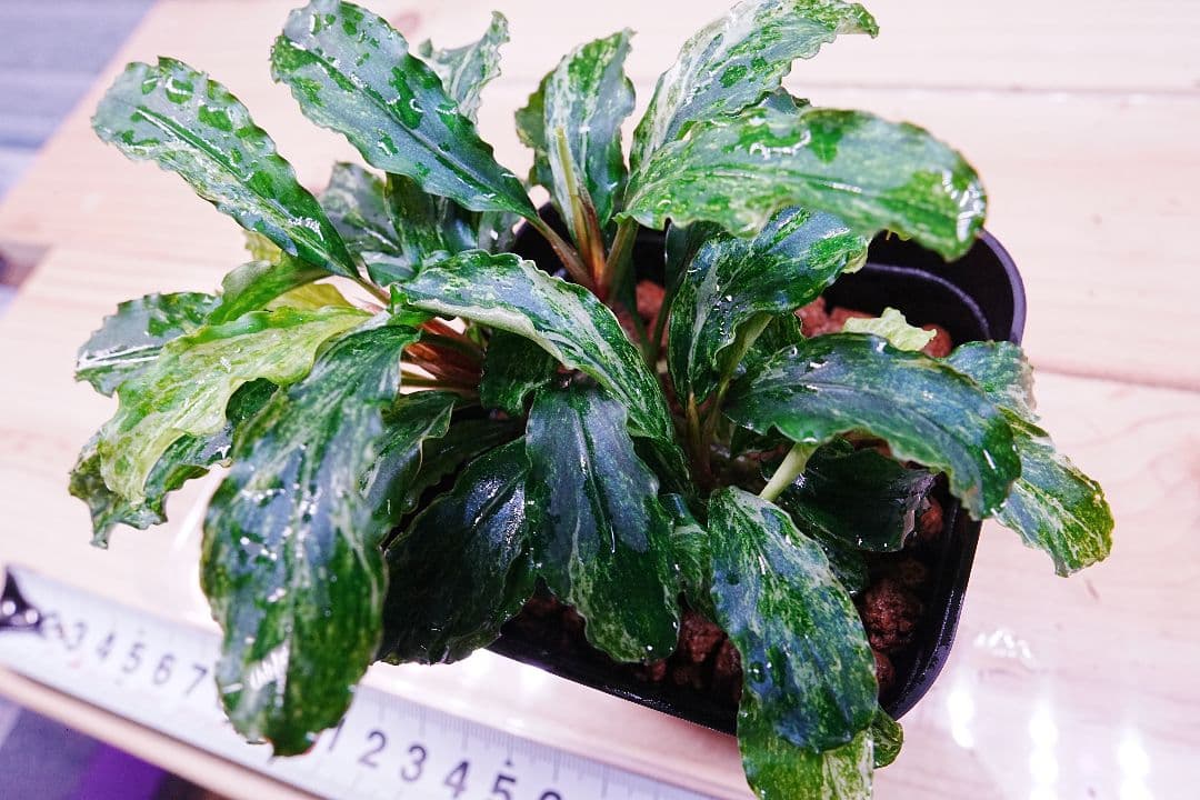 ブセファランドラsp. グリーンウェービー 斑入り バリエガータ　水上葉　無農薬