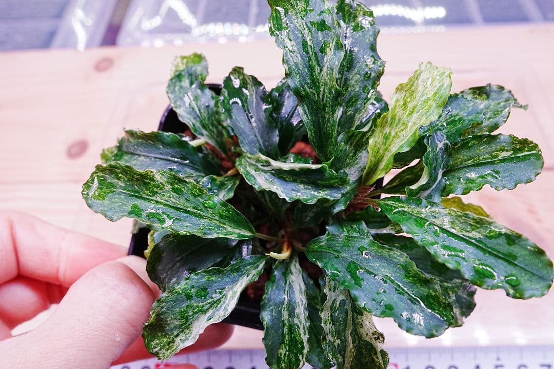 ブセファランドラsp. グリーンウェービー 斑入り バリエガータ　水上葉　無農薬