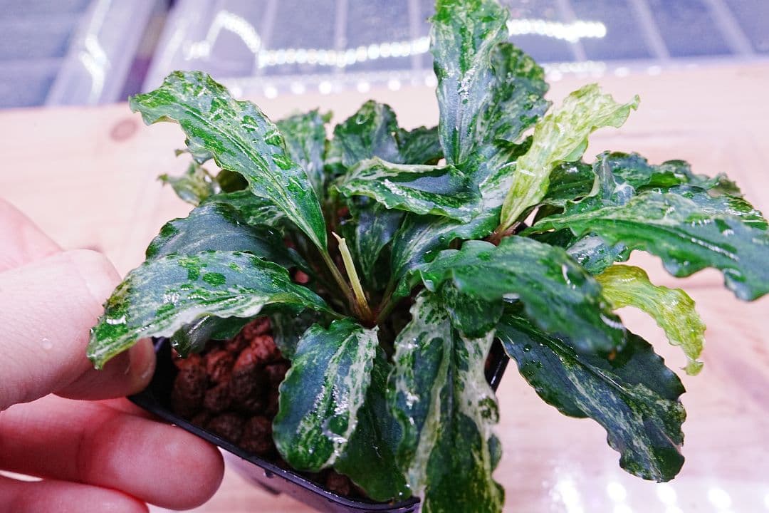 ブセファランドラsp. グリーンウェービー 斑入り バリエガータ　水上葉　無農薬