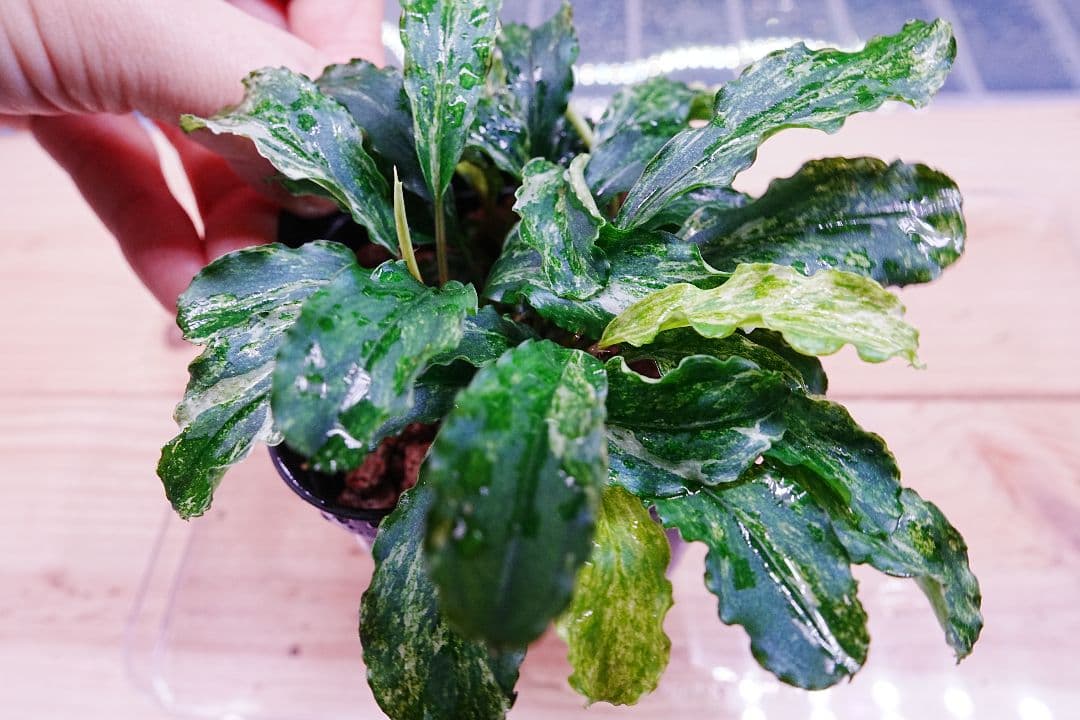 ブセファランドラsp. グリーンウェービー 斑入り バリエガータ　水上葉　無農薬