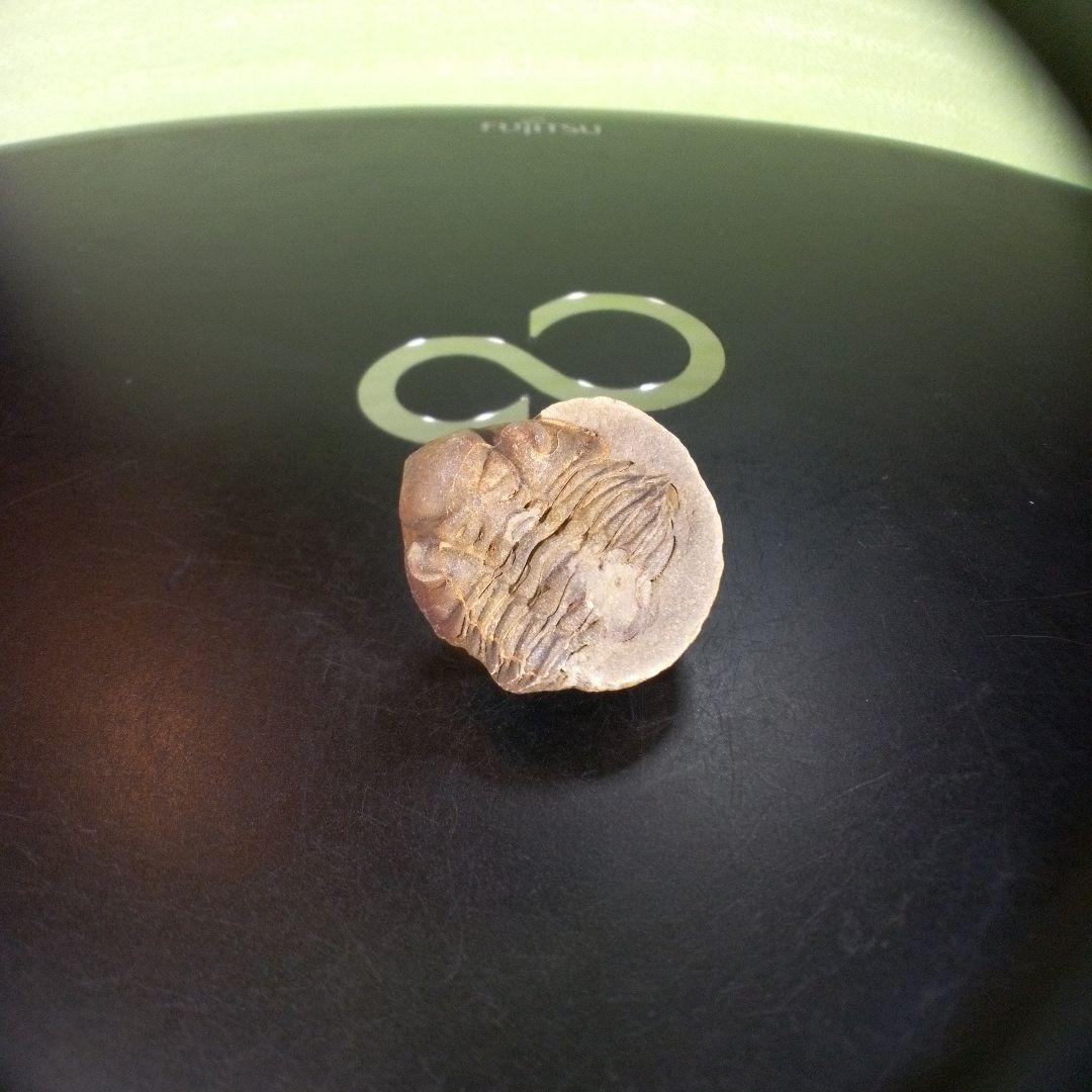 三葉虫　化石　fossil　ボリビア産　trilobite　海生動物個体④
