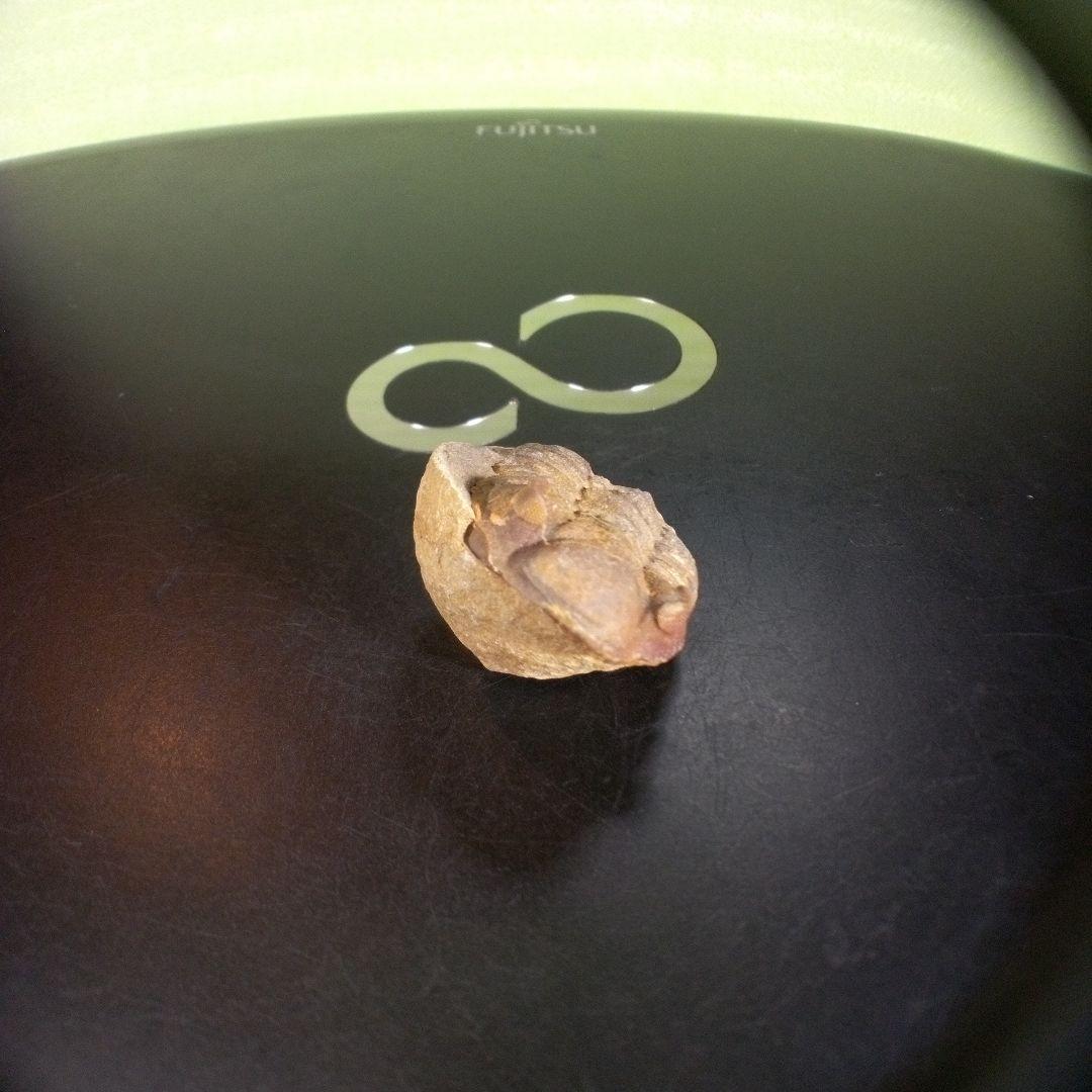 三葉虫　化石　fossil　ボリビア産　trilobite　海生動物個体④