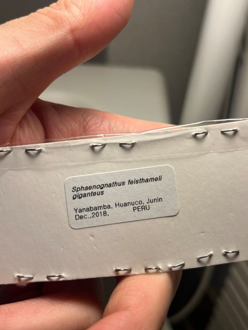 【顎BLUE】ギガンテウスシワバネクワガタ 昆虫標本 ニジイロクワガタ