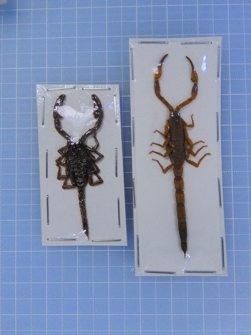 そばぼうろ様 リクエスト 9点 まとめ商品