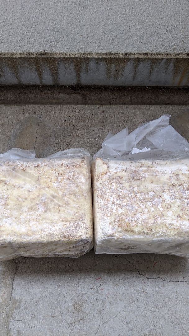 カワラ菌糸ブログ　9個