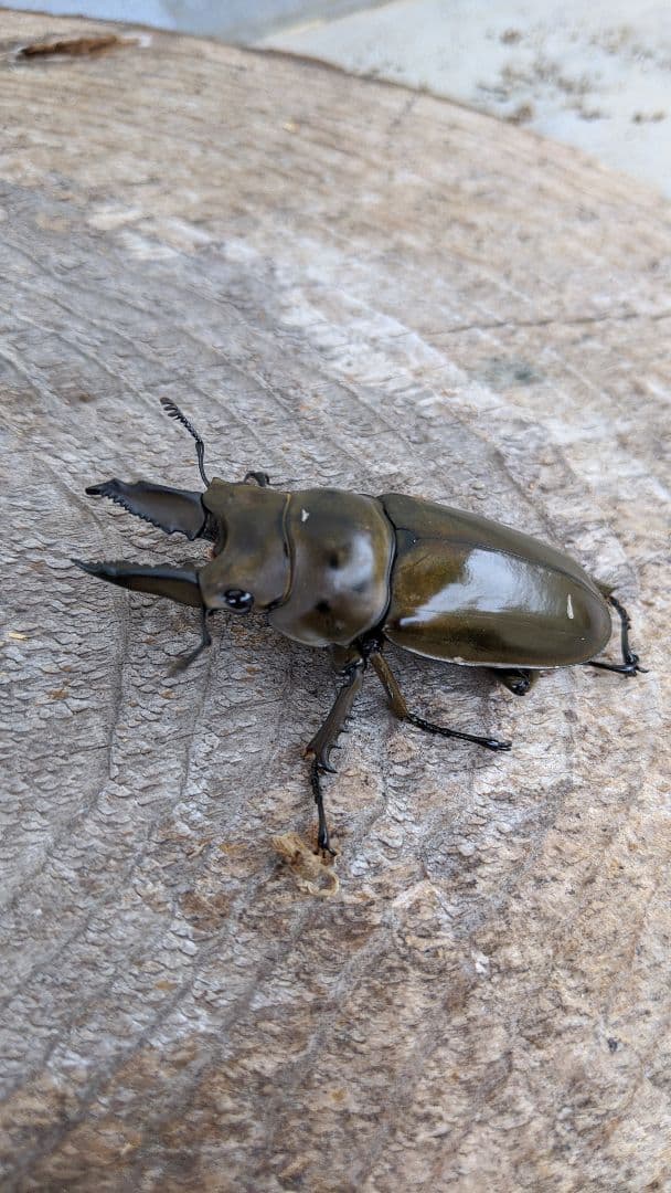 カワラ菌糸ブログ　9個