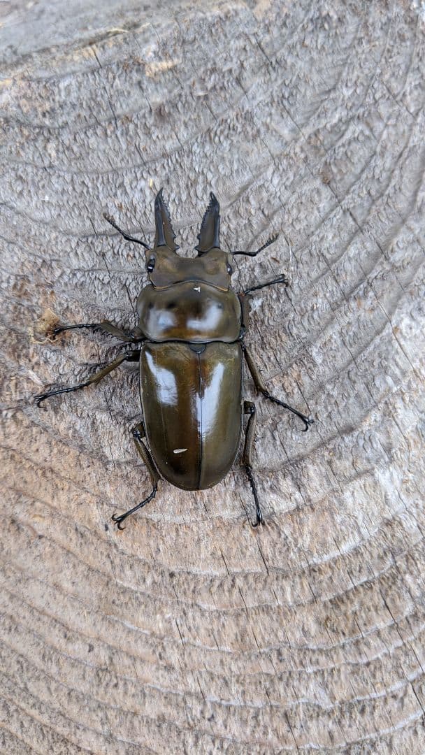 カワラ菌糸ブログ　9個