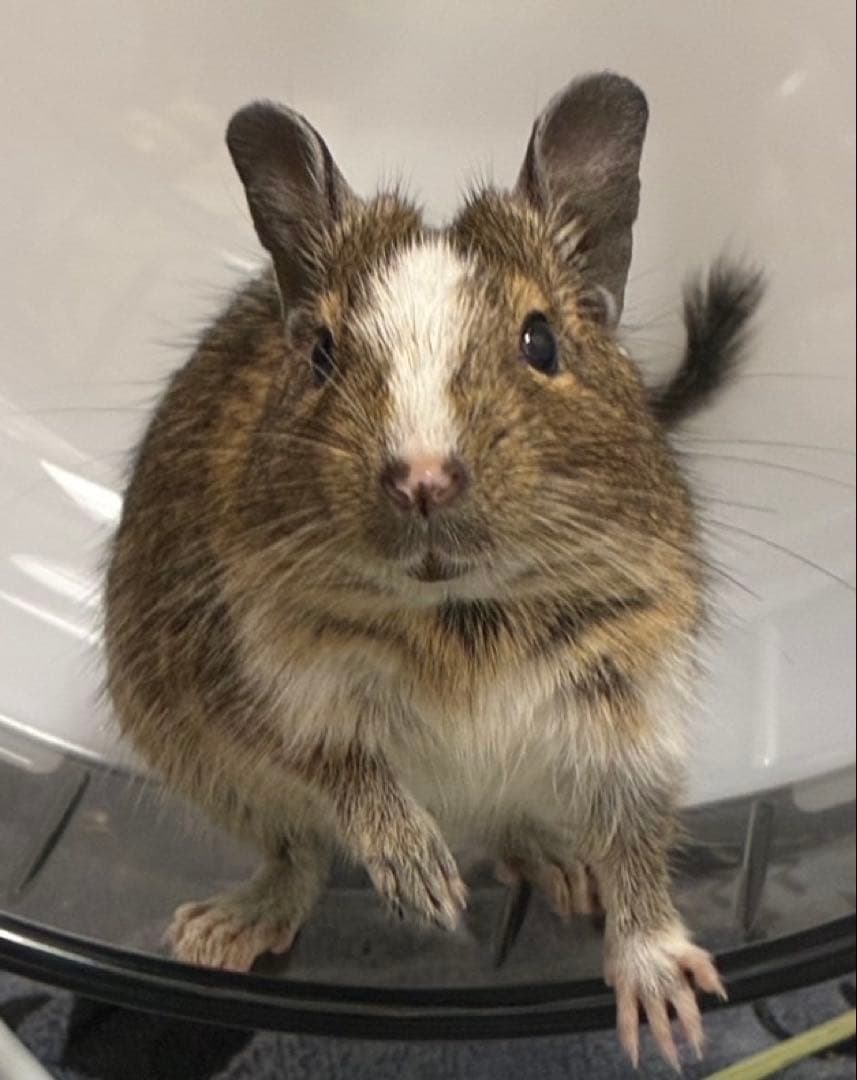 デグーズ 見本購入不可