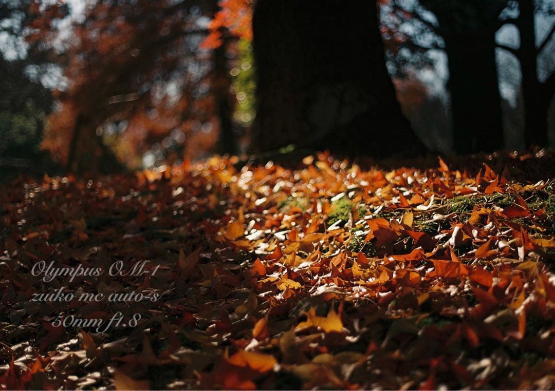 入門に★OLYMPUS OM-1/レンズセット★作例多数＊初期保証＊美品＊完動品