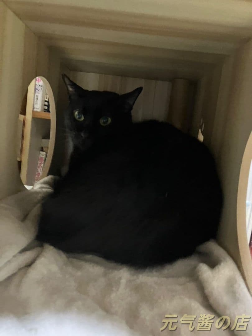 キャットタワー 170cm 6 段宇宙船 大型猫用 木製 多頭飼い