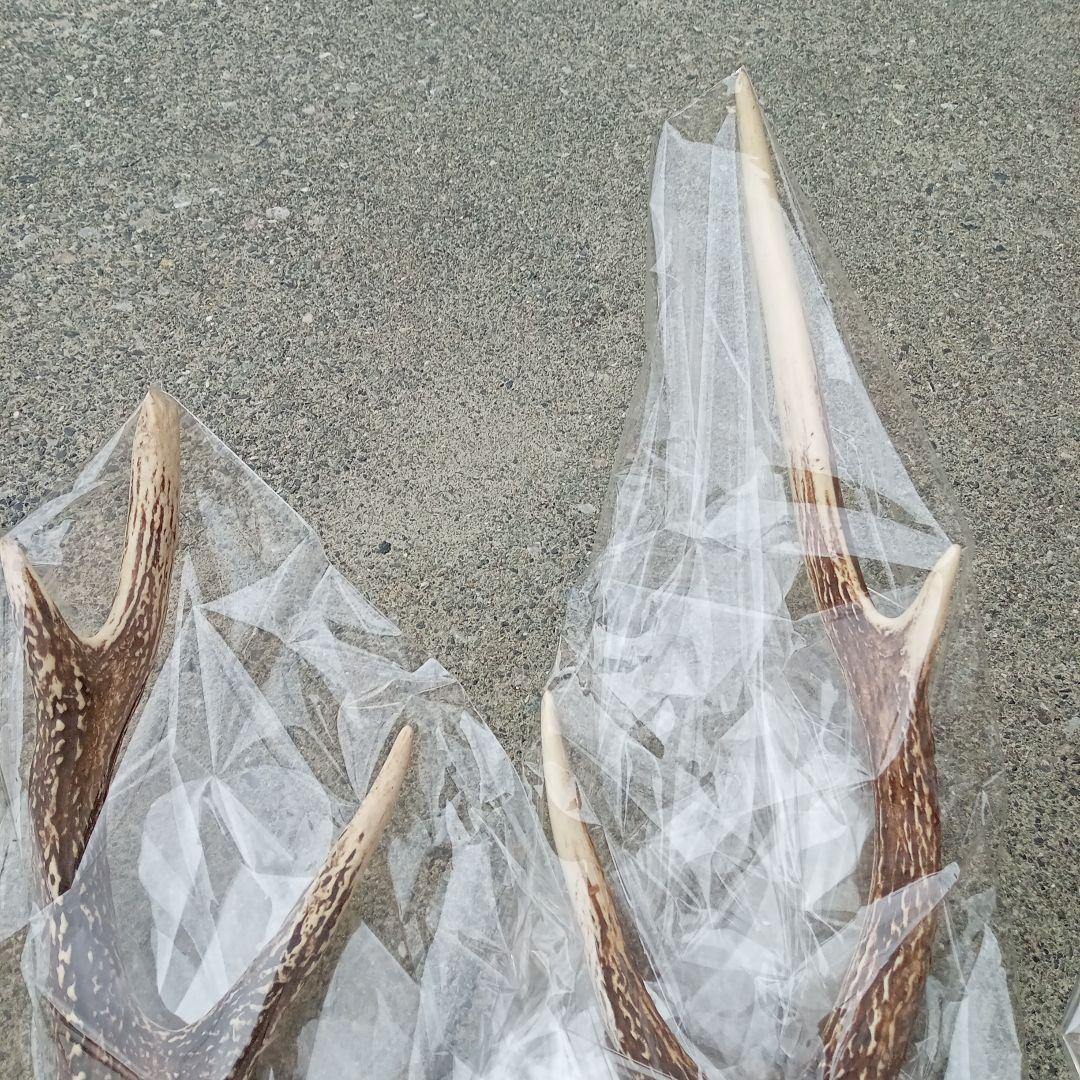 鹿の角 5本セット