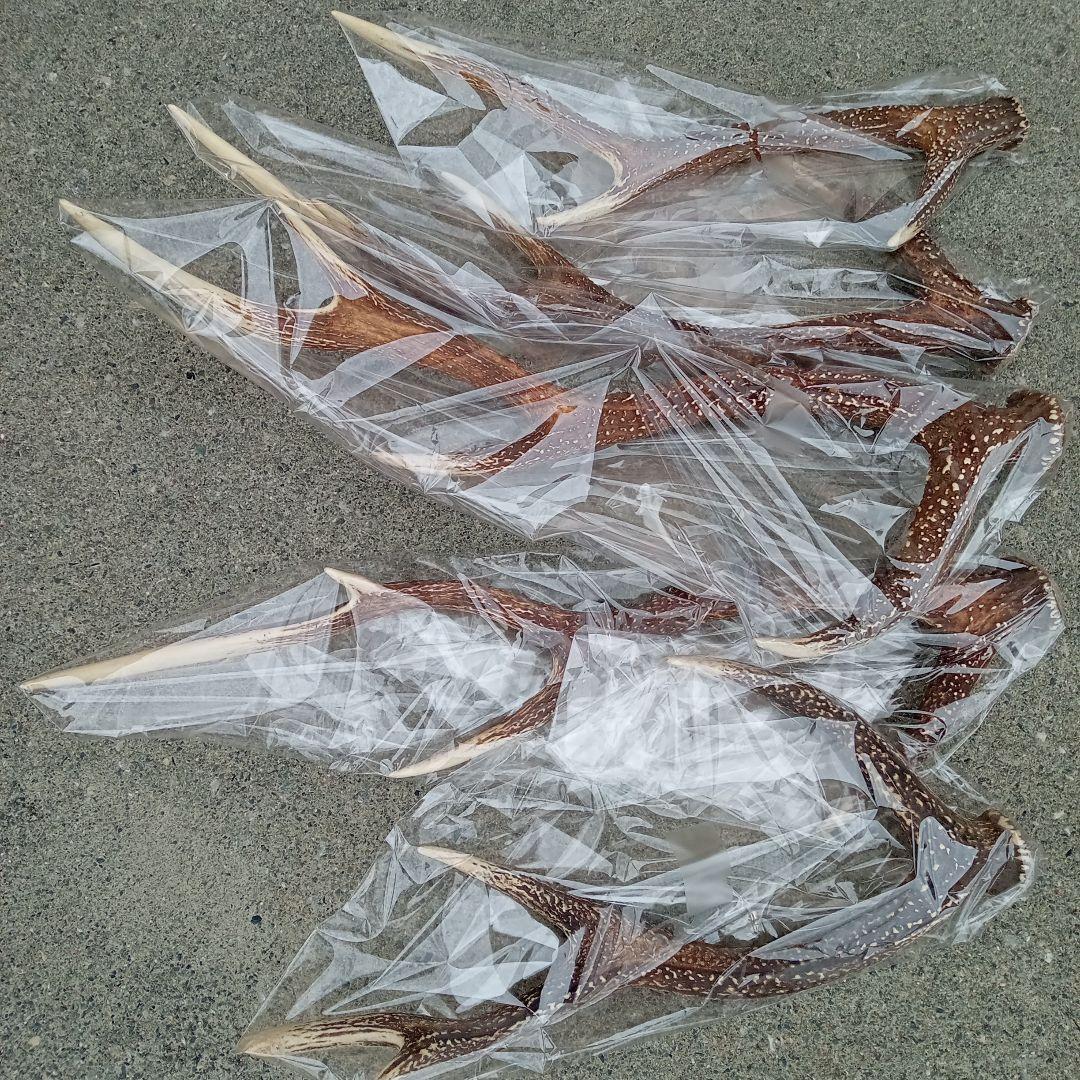鹿の角 5本セット