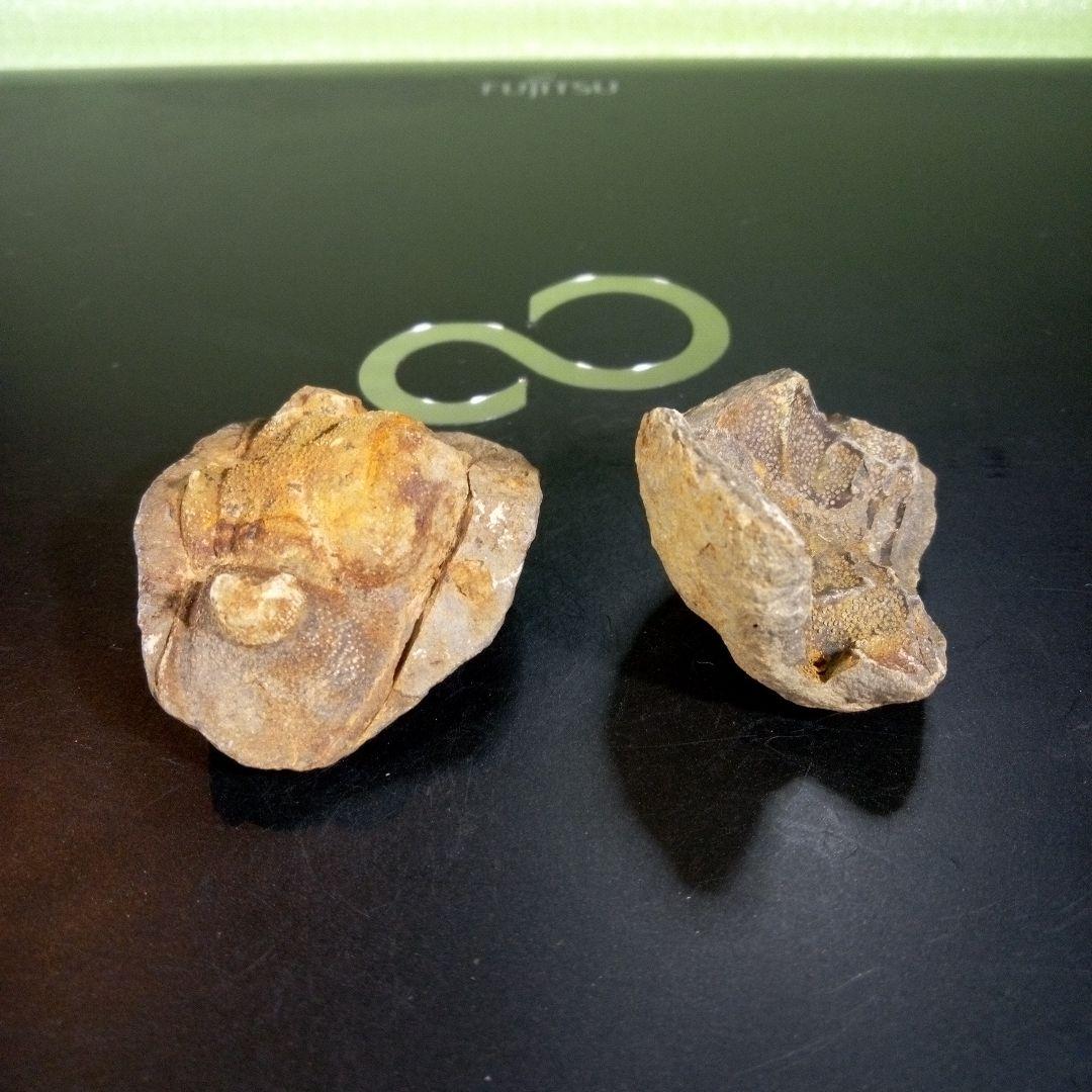 三葉虫　化石　fossil　海　ボリビア産　trilobite　ボリビア化石郡③