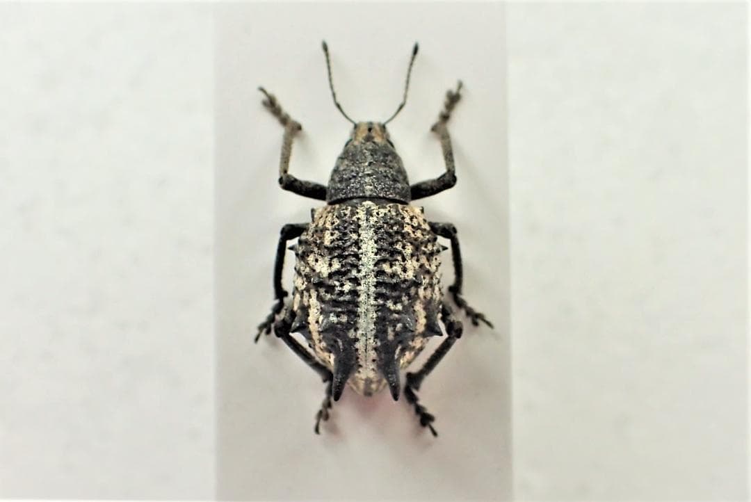 淡い柄に強烈なトゲを持つ可愛い姿の豪州ゾウムシ