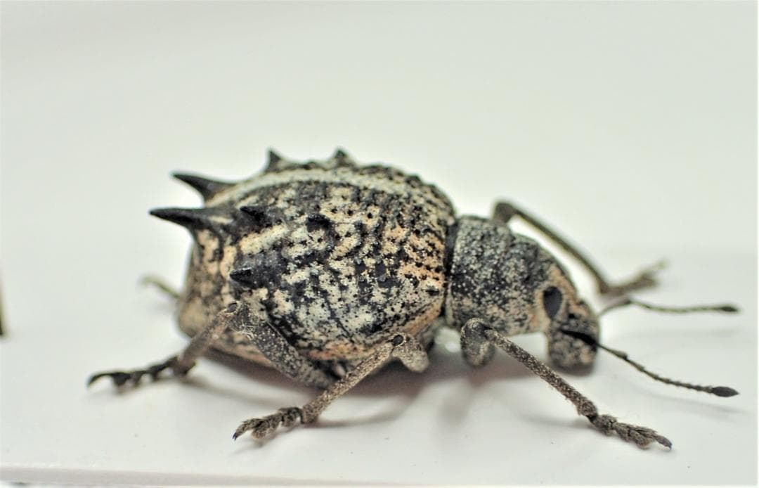 淡い柄に強烈なトゲを持つ可愛い姿の豪州ゾウムシ