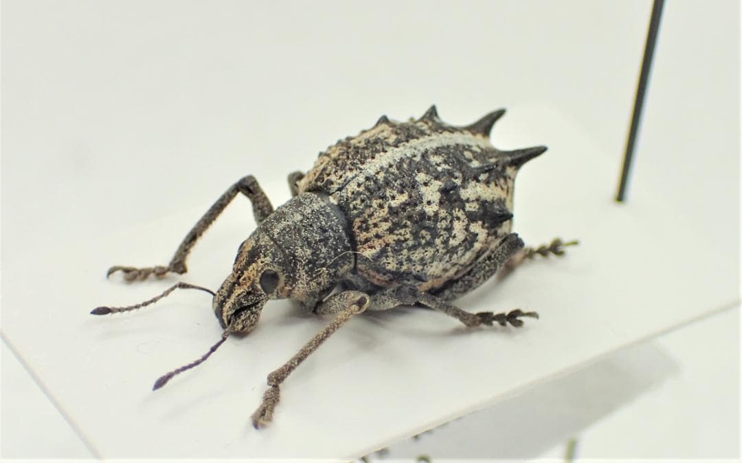 淡い柄に強烈なトゲを持つ可愛い姿の豪州ゾウムシ