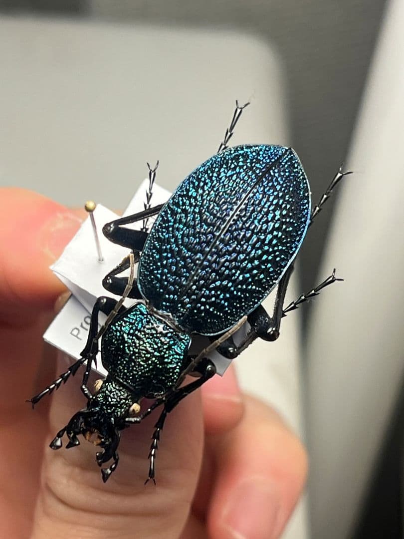 【41mm】イボハダオサムシ 標本イカブリ ハンミョウ アイヌキンオサムシ