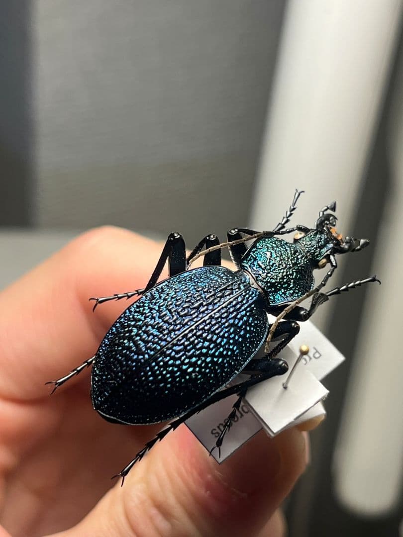 【41mm】イボハダオサムシ 標本イカブリ ハンミョウ アイヌキンオサムシ