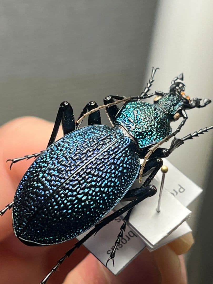 【41mm】イボハダオサムシ 標本イカブリ ハンミョウ アイヌキンオサムシ