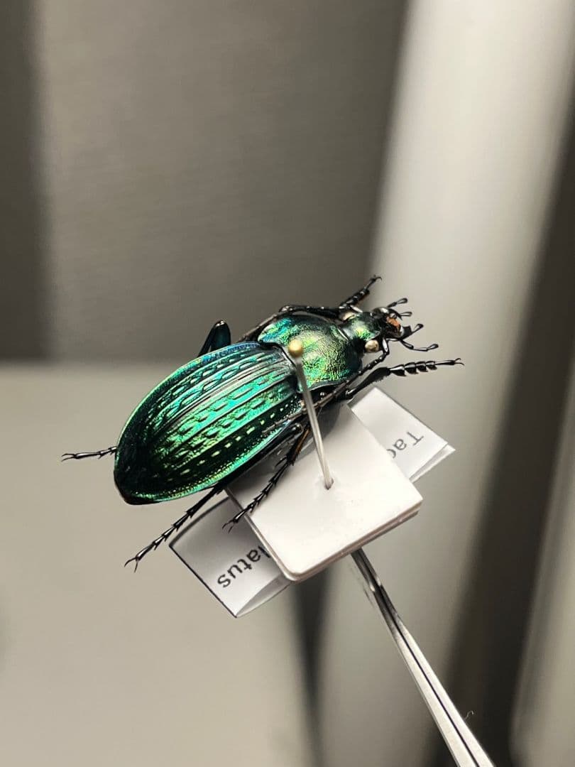 【29mm】コブスジキンイロオサムシ エリスカブリモドキ オサムシ標本